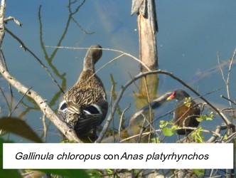 Gallinula chloropus con Anas platyrhynchos